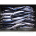 New Landing Frozen Fish Pacific Mackerel For Canning
